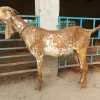 019947f8e84c3cc2a3334f326416ac93-1.webp Beetal Goats for Sale