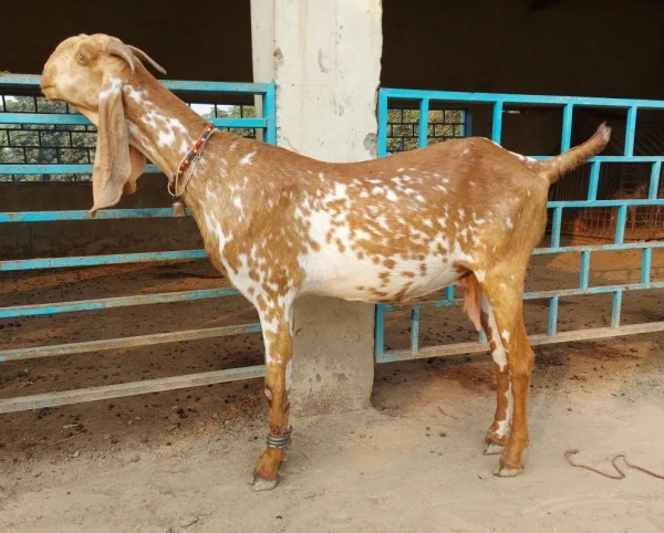 019947f8e84c3cc2a3334f326416ac93-1.webp Beetal Goats for Sale