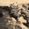 Berkshire Pigs for Sale