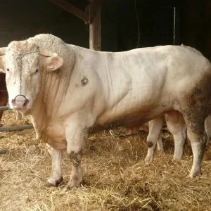 04e34d88016fde3f323a9e4bb4587c82.webp Charolais cattle for sale