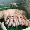 06b14f2fa4001095aaadbe88480e7c5a-1.webp Landrace Pigs for sale