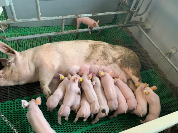 06b14f2fa4001095aaadbe88480e7c5a-1.webp Landrace Pigs for sale