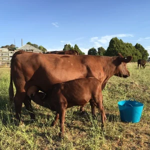 0ac10f9fb7fdfe86f1f72e6359c01b5f-1.webp Red Poll Cattle for sale