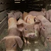 10b0f0fa2d4937b7ac88f1a33466df67-600x800-1-1.webp Yorkshire Pigs for Sale
