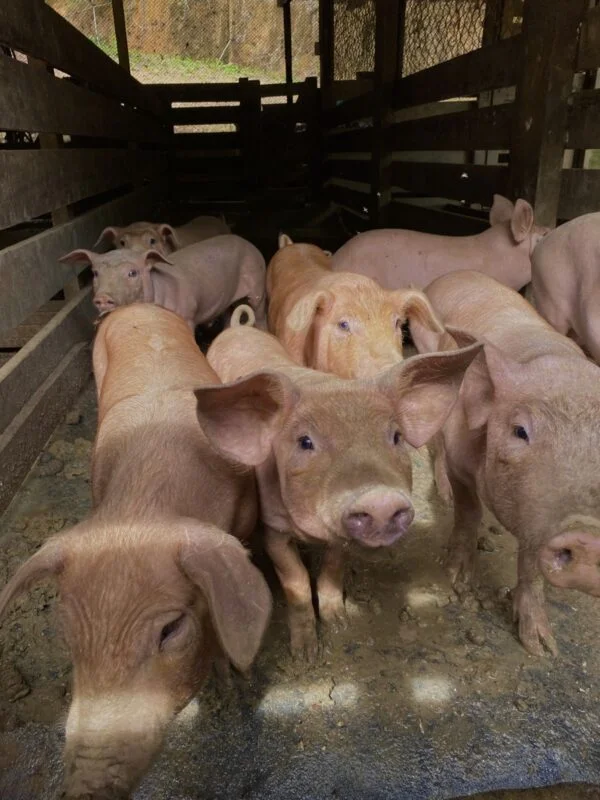 10b0f0fa2d4937b7ac88f1a33466df67-600x800-1-1.webp Yorkshire Pigs for Sale