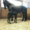 Friesian Horse for Sale | Purebred Friesians