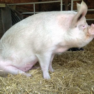 1bd020a6c90e869f337babb1f48fe492-1.webp Chester White Pigs for Sale
