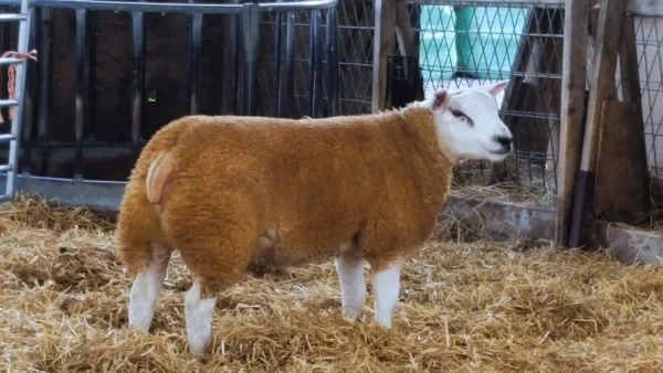 Texel Sheep for Sale