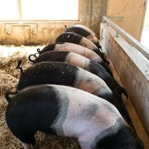Hampshire Pigs For Sale