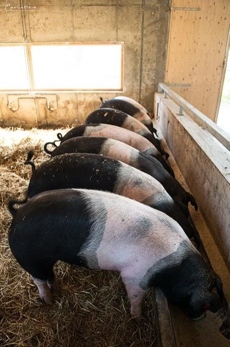 218f1bc69814d2f89d3ffd19893dd62e-1.webp Hampshire Pigs For Sale