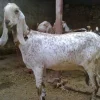 21aedf5b21d9c5fc9b1f53e6f2317f03-600x450-1-1.webp Beetal Goats for Sale