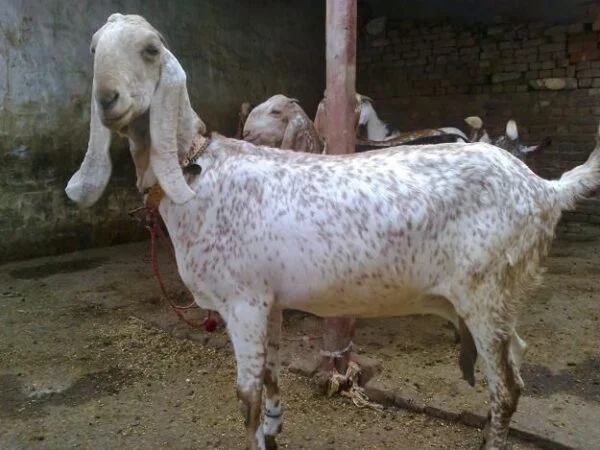 21aedf5b21d9c5fc9b1f53e6f2317f03-600x450-1-1.webp Beetal Goats for Sale