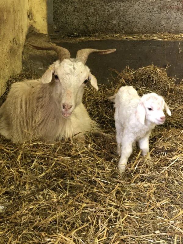 Cashmere Goats for Sale
