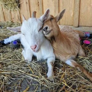 29e118ca4c2085aaeed5987746ac6c98.webp Nigerian Dwarf Goats for Sale