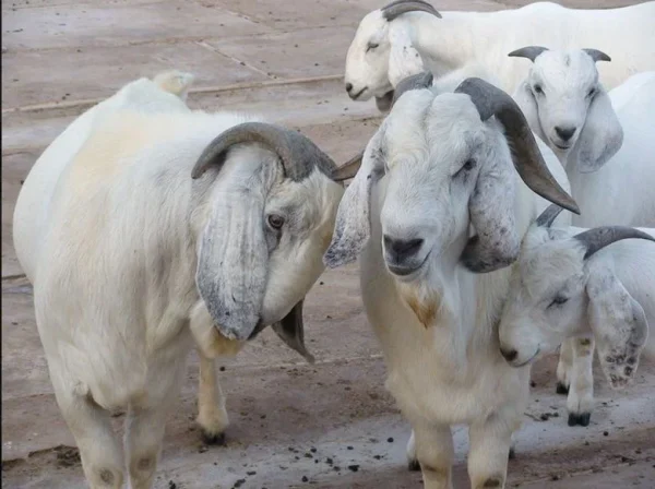 Savanna Goats For Sale