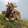 3c3da25e6109cad4e3e84130baca8f5c-1.webp Brown Swiss Cows For Sale
