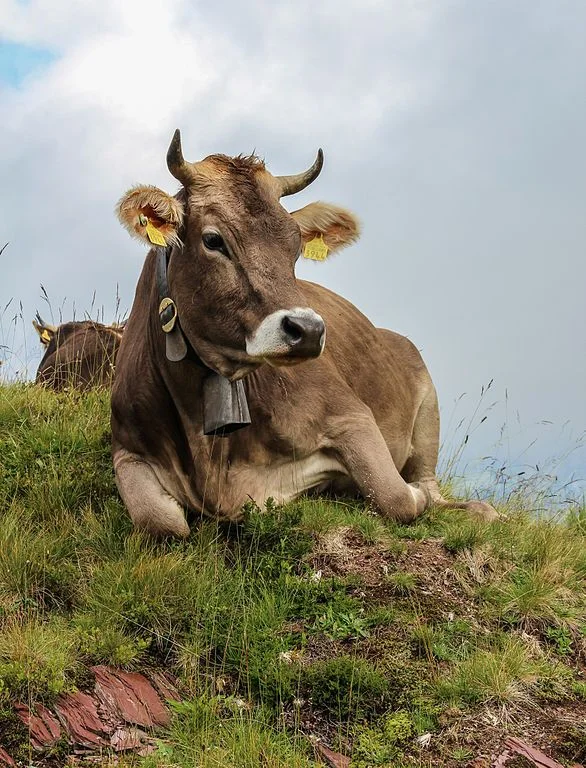 3c3da25e6109cad4e3e84130baca8f5c-1.webp Brown Swiss Cows For Sale