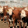 494a62695f39f4ff8946a4da7fa1a8ca-1.webp Hereford Cattle for Sale
