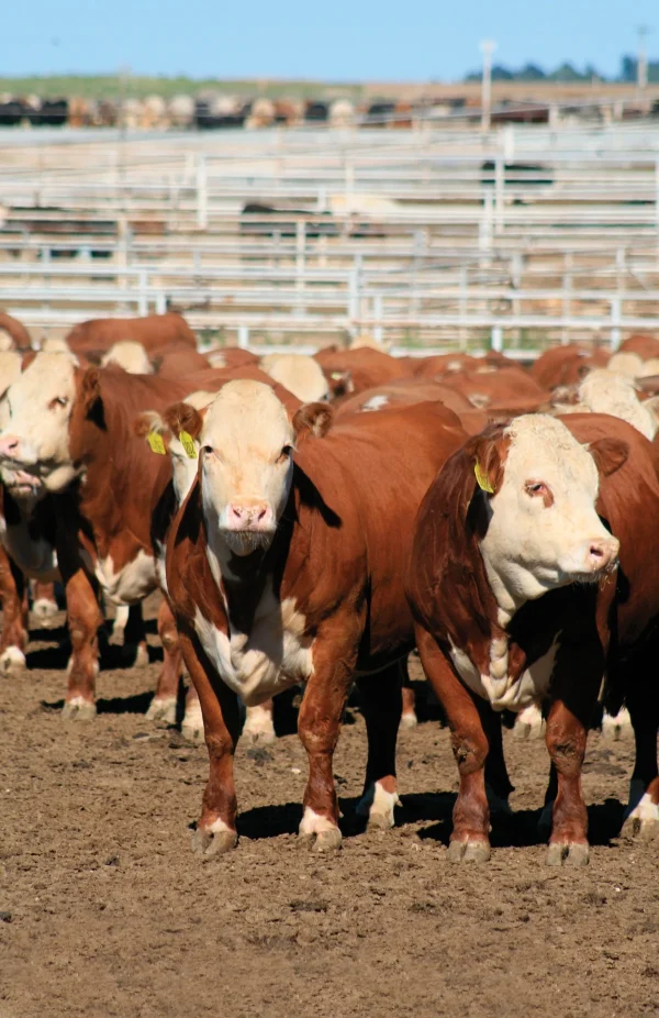 494a62695f39f4ff8946a4da7fa1a8ca-1.webp Hereford Cattle for Sale
