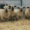 497153266f86a19829a17e196bc61e7e-600x399-1-1.webp Hampshire Sheep for Sale