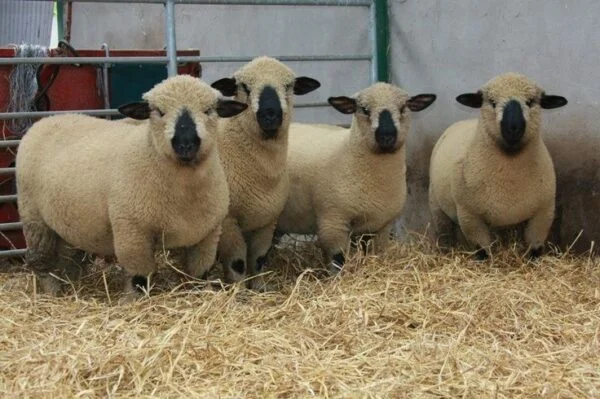 497153266f86a19829a17e196bc61e7e-600x399-1-1.webp Hampshire Sheep for Sale