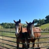 550ebd15aae6482722d155160d9c23df Thoroughbred Horses for Sale