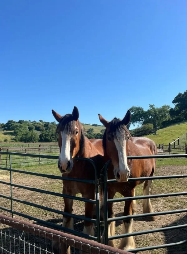 550ebd15aae6482722d155160d9c23df Thoroughbred Horses for Sale
