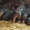 Berkshire Pigs for Sale