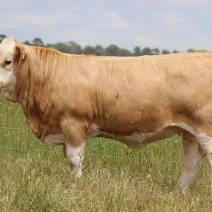 5e35103fc97f2b60fed0b016d9a65be1.webp Simmental Cattle for Sale