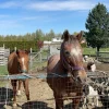 682262675f967bb787e78e1584e9694e Thoroughbred Horses for Sale