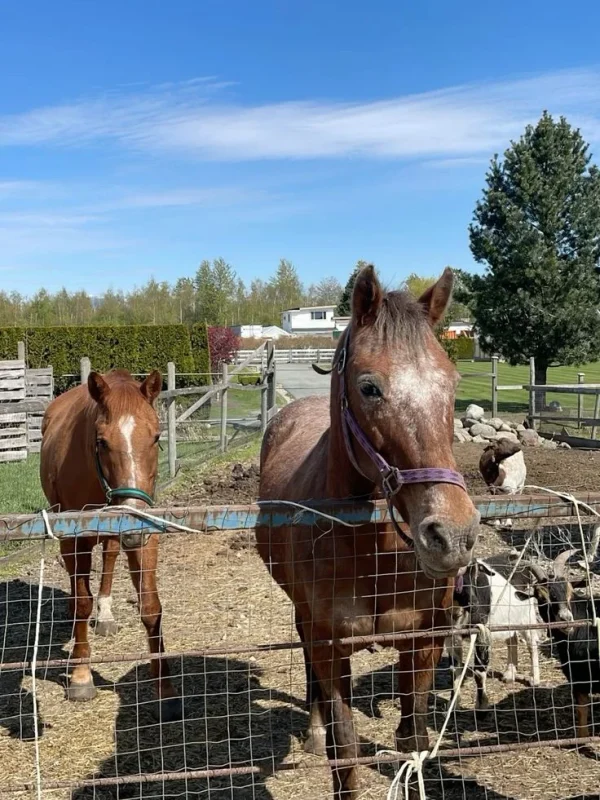 682262675f967bb787e78e1584e9694e Thoroughbred Horses for Sale