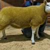 Texel Sheep for Sale