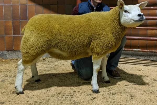 Texel Sheep for Sale
