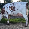 77337c8426d8d94e106b79b2ad44bfbf-1.webp Ayrshire Cows for Sale