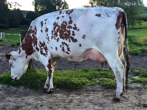 77337c8426d8d94e106b79b2ad44bfbf-1.webp Ayrshire Cows for Sale