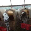776b10329ee0776951076f4664617dac-600x800-1-1.webp Brown Swiss Cows For Sale