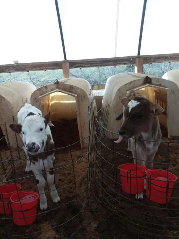776b10329ee0776951076f4664617dac-600x800-1-1.webp Brown Swiss Cows For Sale