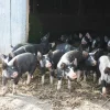 Berkshire Pigs for Sale