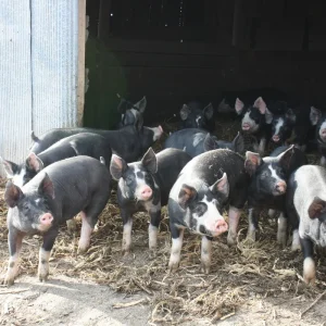 7b96ec1eb5c75b7e5503467a66461875-1.webp Berkshire Pigs for Sale