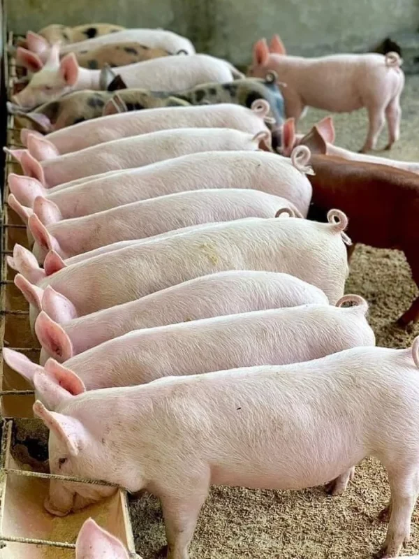 88efc66fa13fdd191e0874364233afce-e1765114357564-1.webp Landrace Pigs for sale
