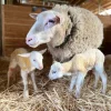 East Friesian Sheep for Sale