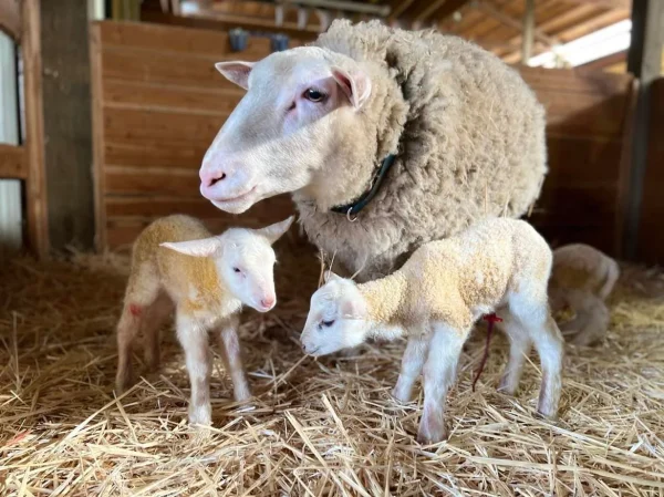 East Friesian Sheep for Sale