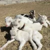 8e44df458c4a3ab7586227b0b0aafeb6.webp Saanen Goats for Sale