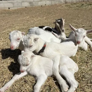 8e44df458c4a3ab7586227b0b0aafeb6.webp Saanen Goats for Sale