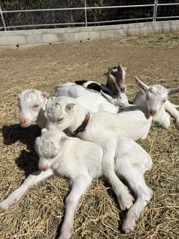 8e44df458c4a3ab7586227b0b0aafeb6.webp Saanen Goats for Sale