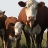 90f952fe3464958cfb00e9e6f60a8f00-1.webp Hereford Cattle for Sale