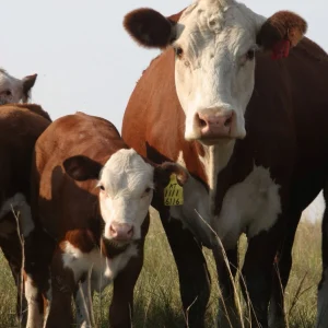 Hereford Cattle for Sale