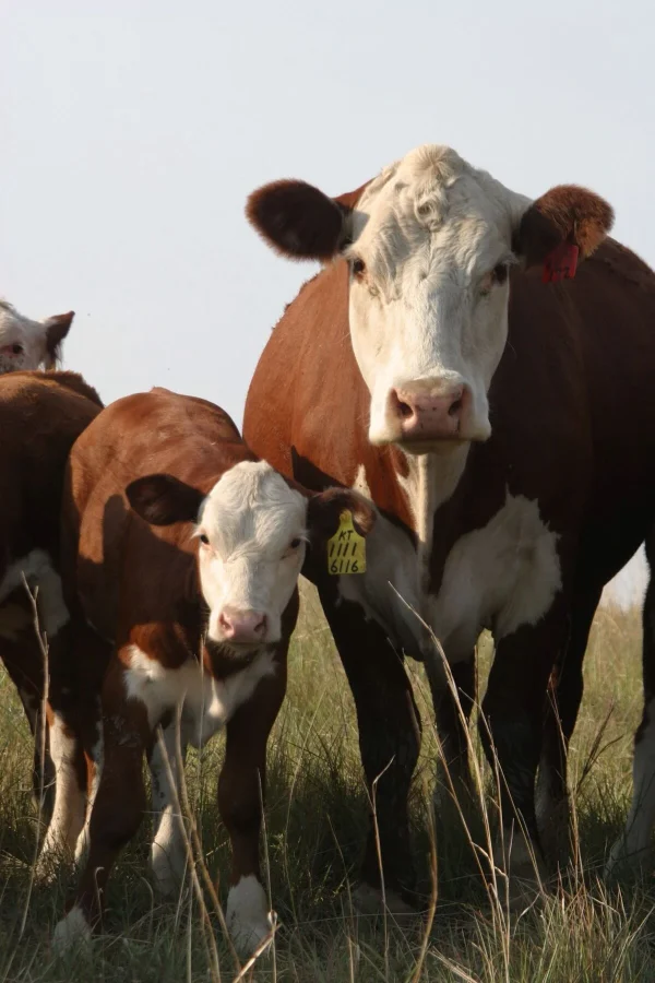 90f952fe3464958cfb00e9e6f60a8f00-1.webp Hereford Cattle for Sale