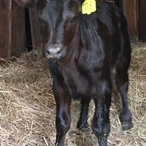 9313bb65694fa0543439277235d762ae-1.webp Angus Calves for Sale