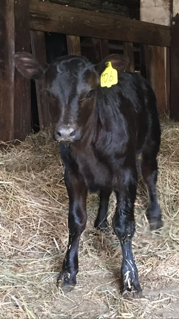 9313bb65694fa0543439277235d762ae-1.webp Angus Calves for Sale